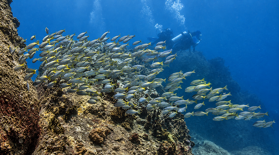 Discover Scuba Diving Nha Trang (For Beginners)